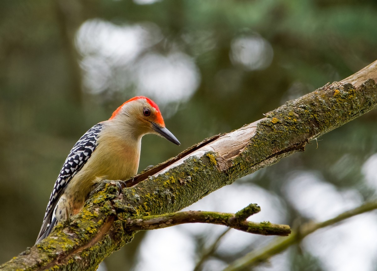 Red-bellied Woodpecker - ML611483874