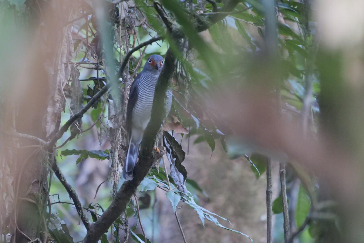 Carnifex à gorge cendrée - ML611483883