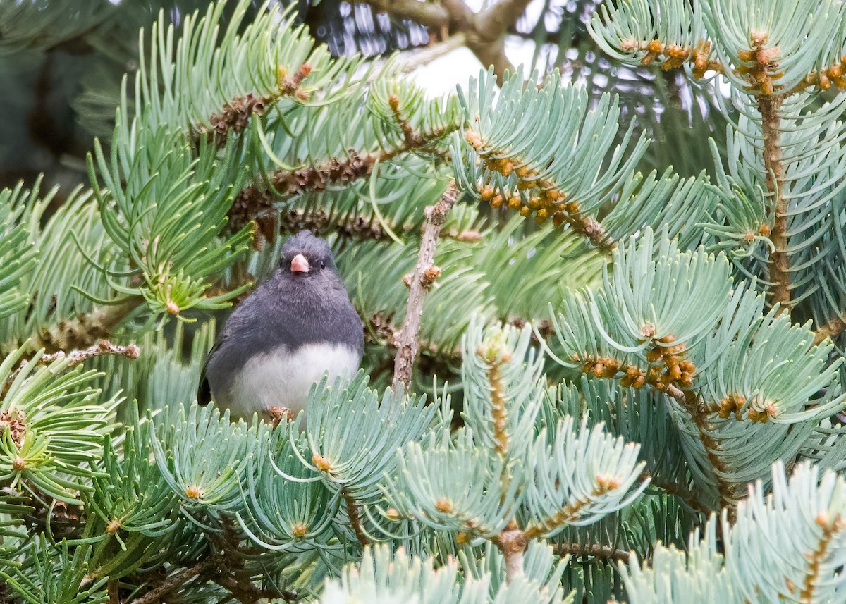 Dark-eyed Junco - ML611483906