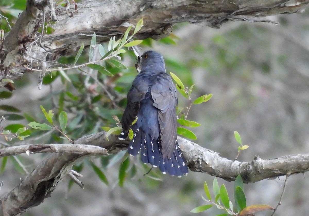 Oriental Cuckoo - ML611483926