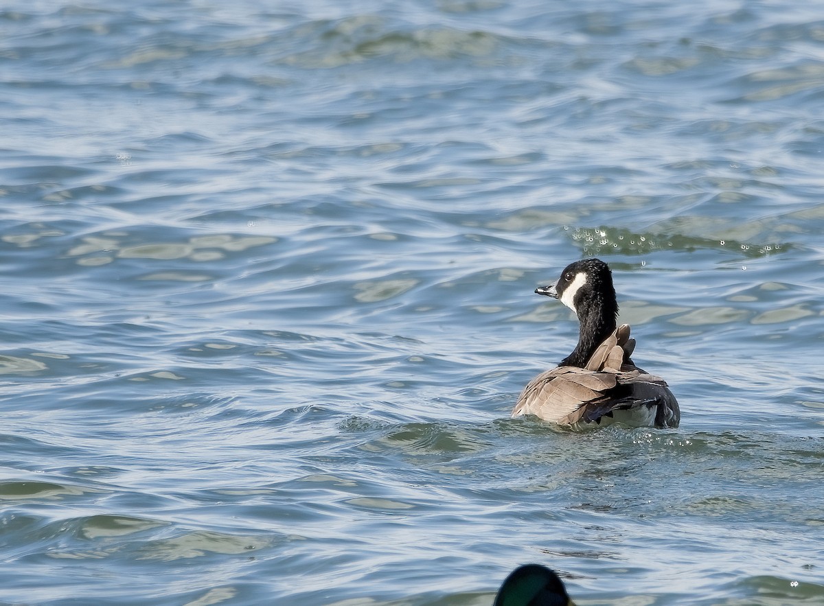 Canada Goose - Enya deFeijter