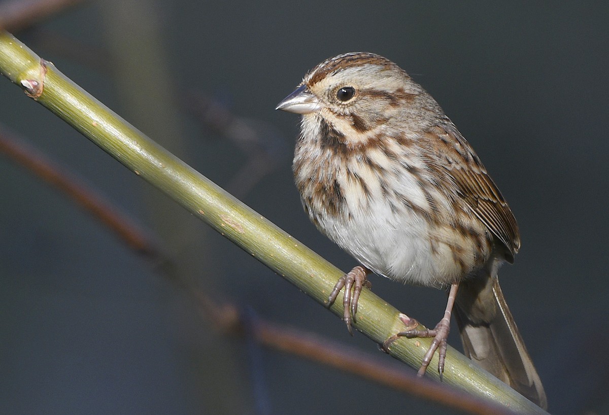 Song Sparrow - Igor Sokolov