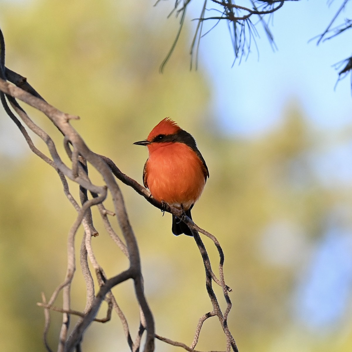 Vermilion Flycatcher - ML611484023