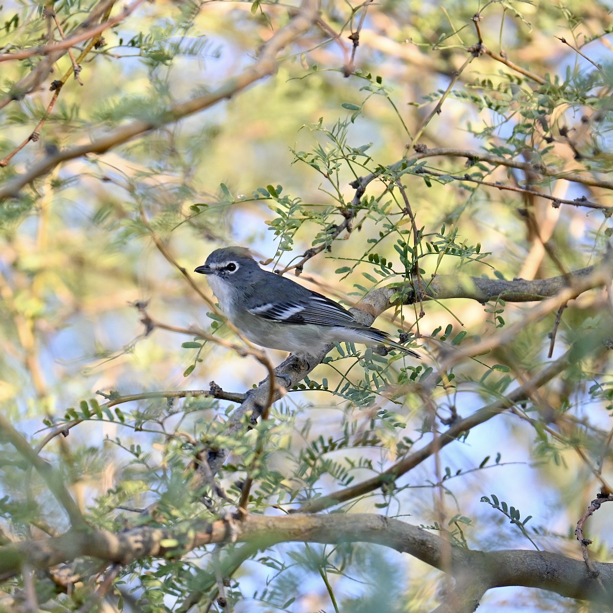 Cassin's Vireo - ML611484049