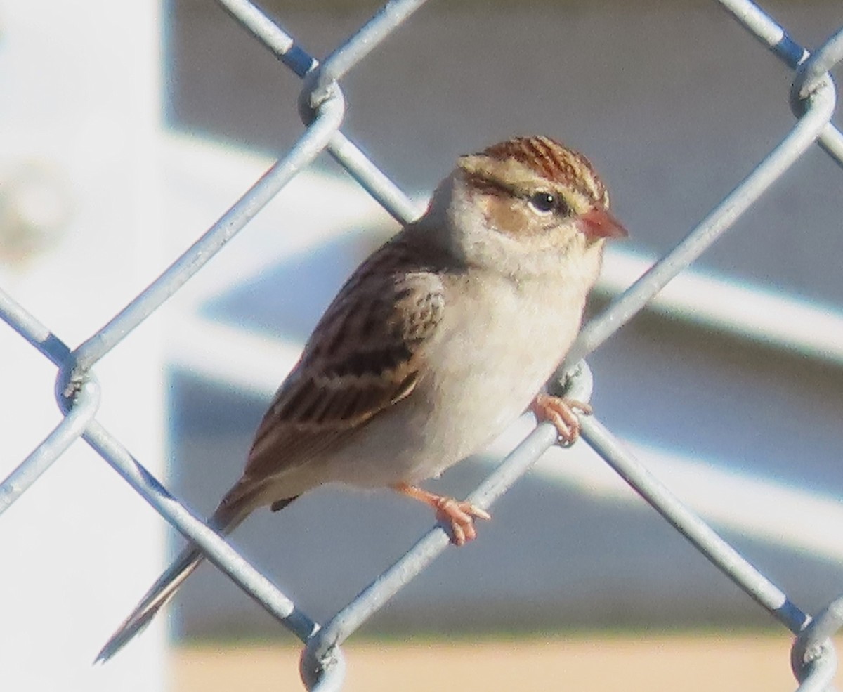 Chipping Sparrow - ML611484054