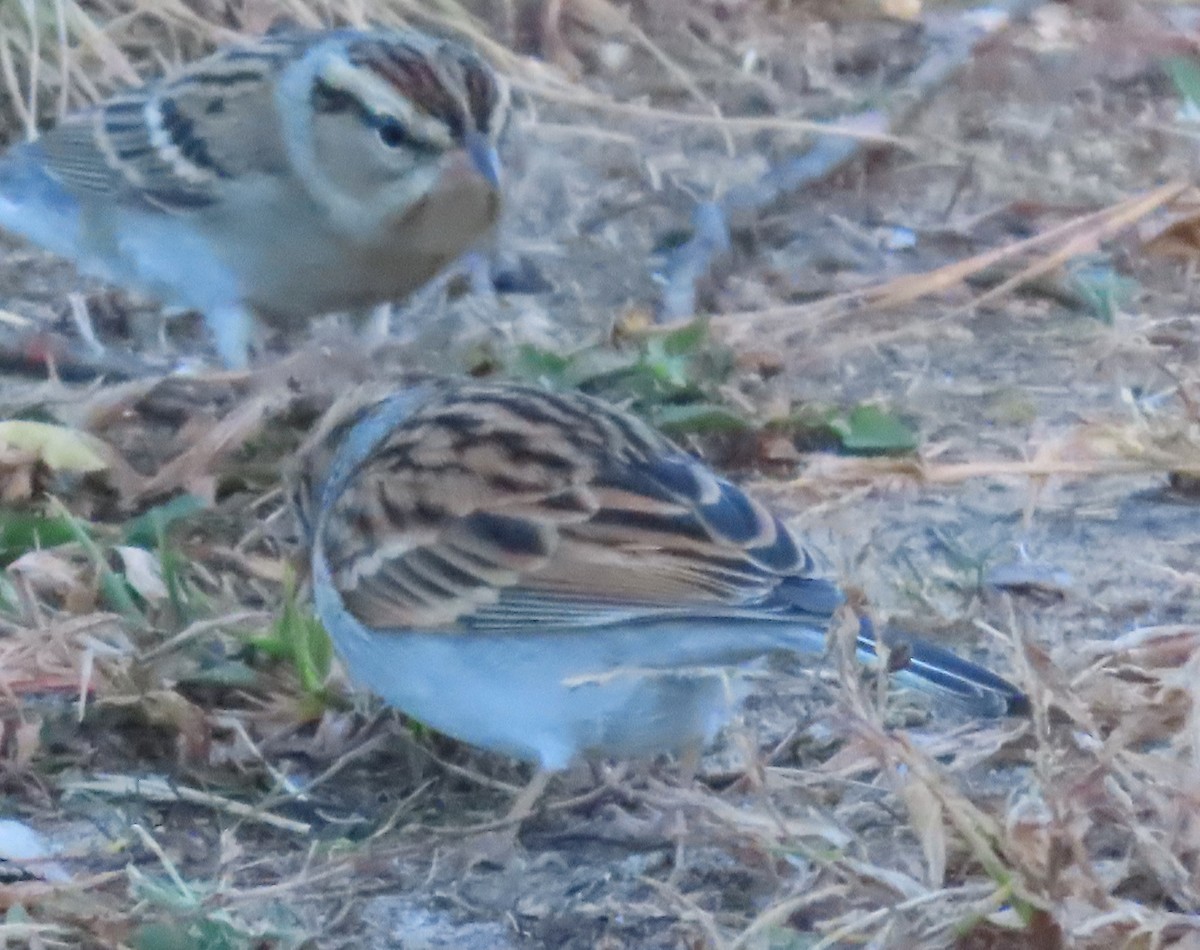 Chipping Sparrow - ML611484055