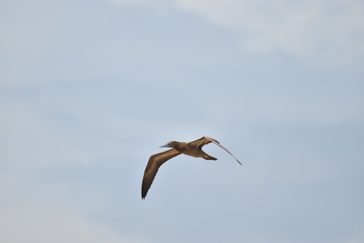 Brown Booby - ML611484063