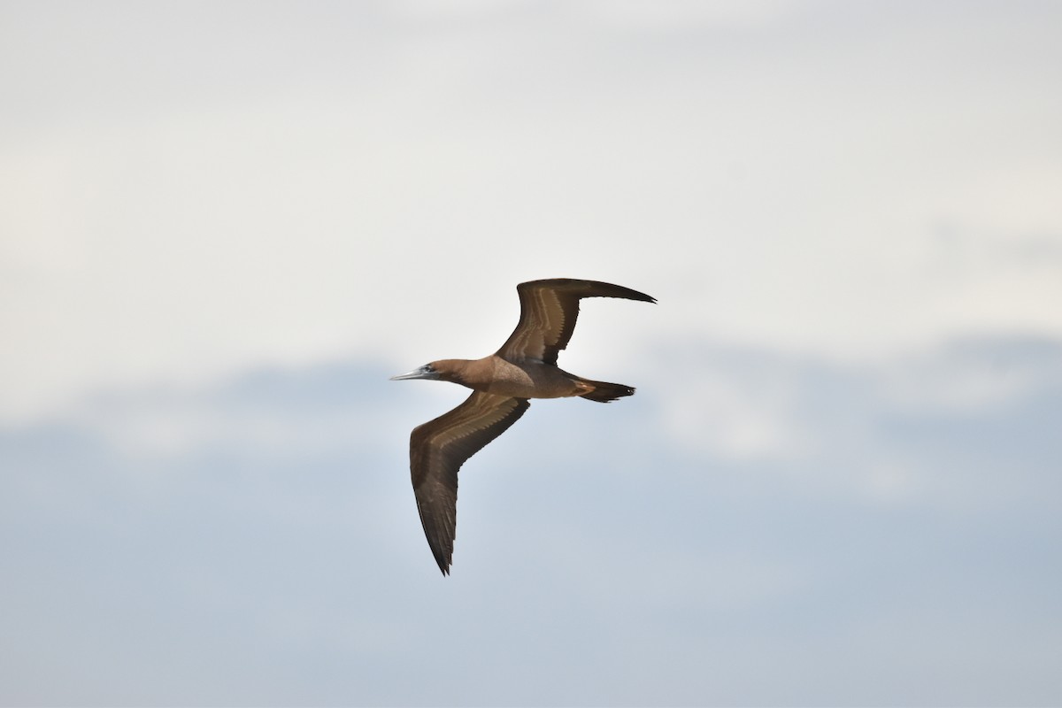 Brown Booby - ML611484065