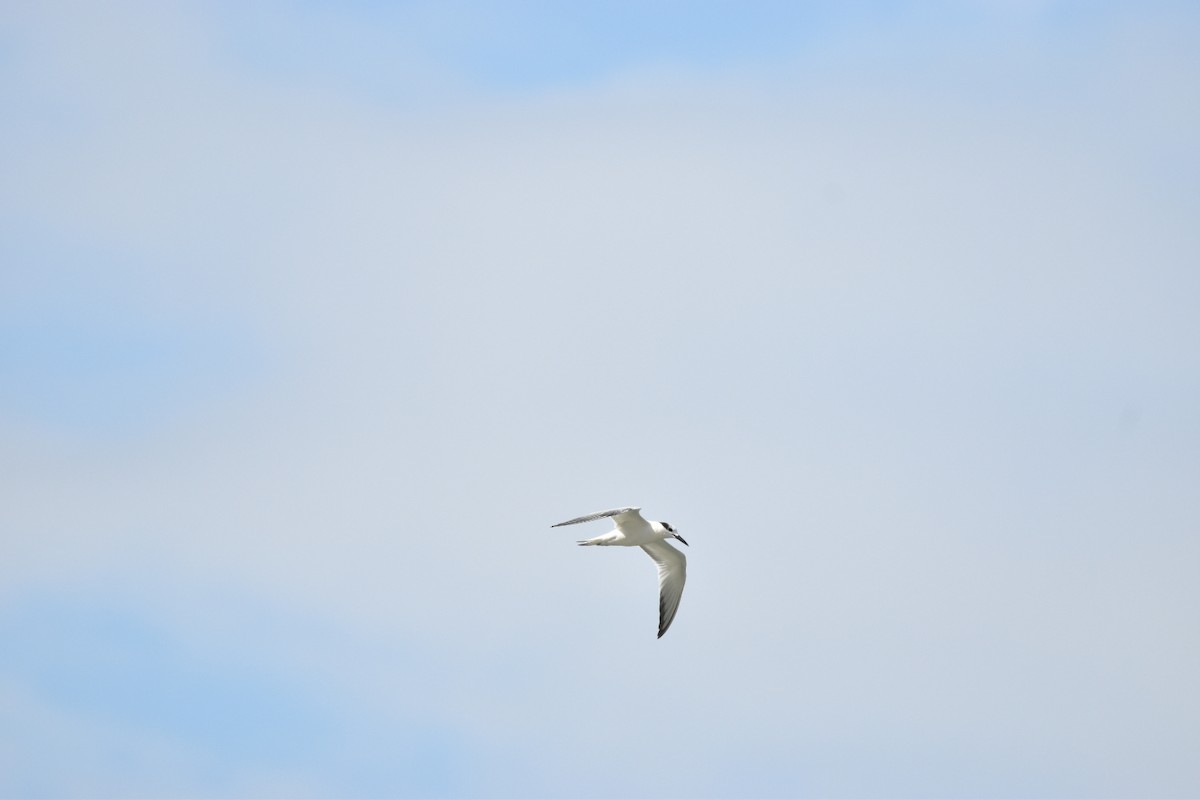 Sandwich Tern - Lucas Naccaratti