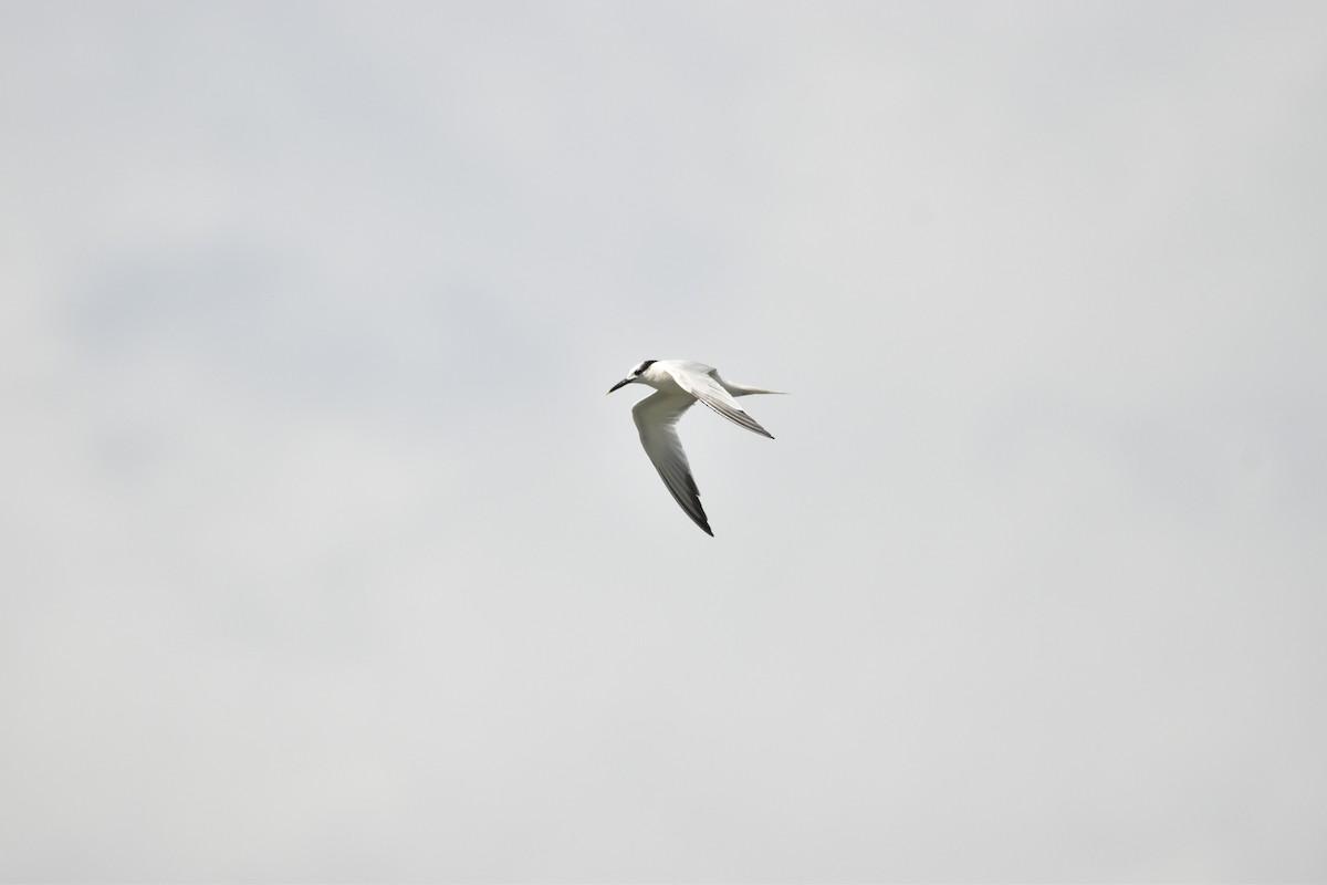 Sandwich Tern - Lucas Naccaratti