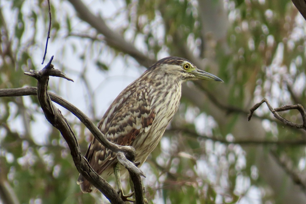 Nankeen Night Heron - ML611484152