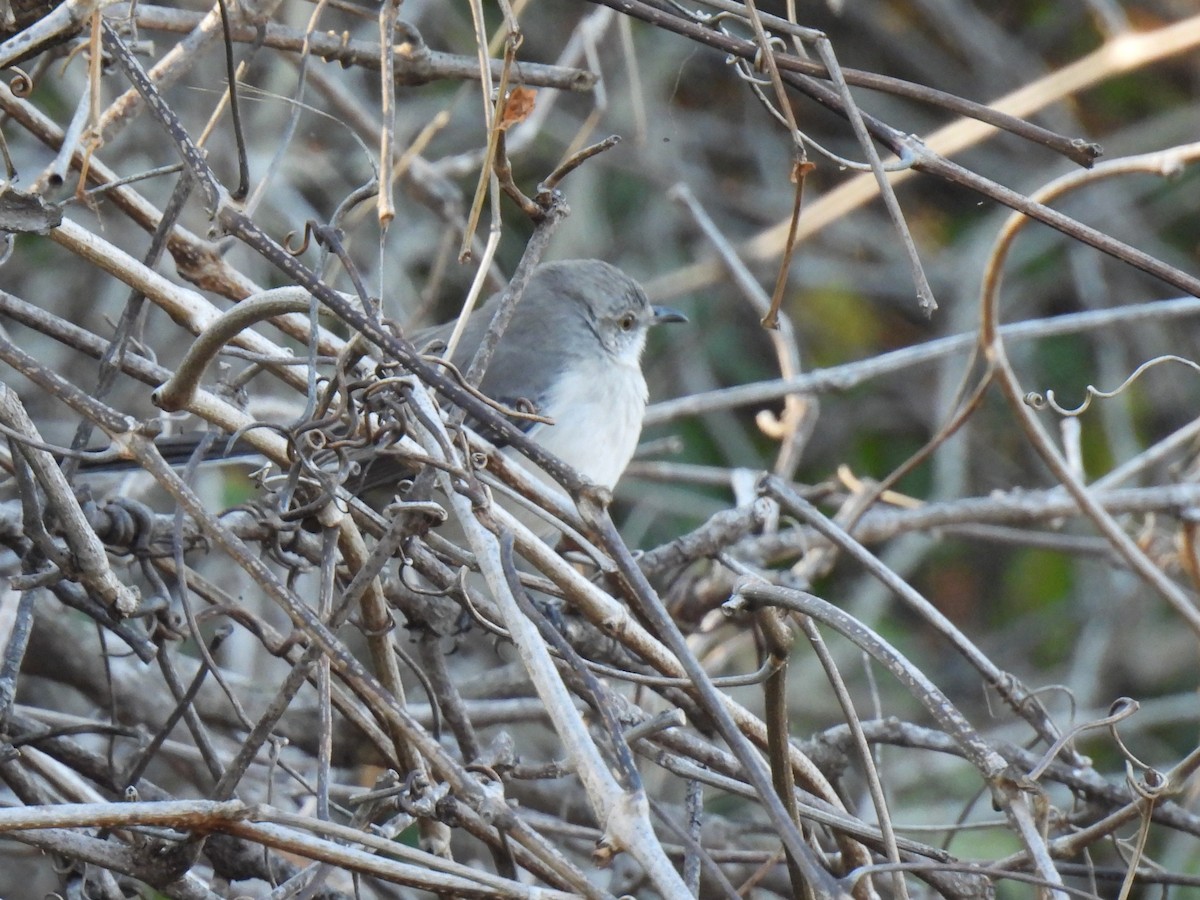 Northern Mockingbird - Diane Bricmont