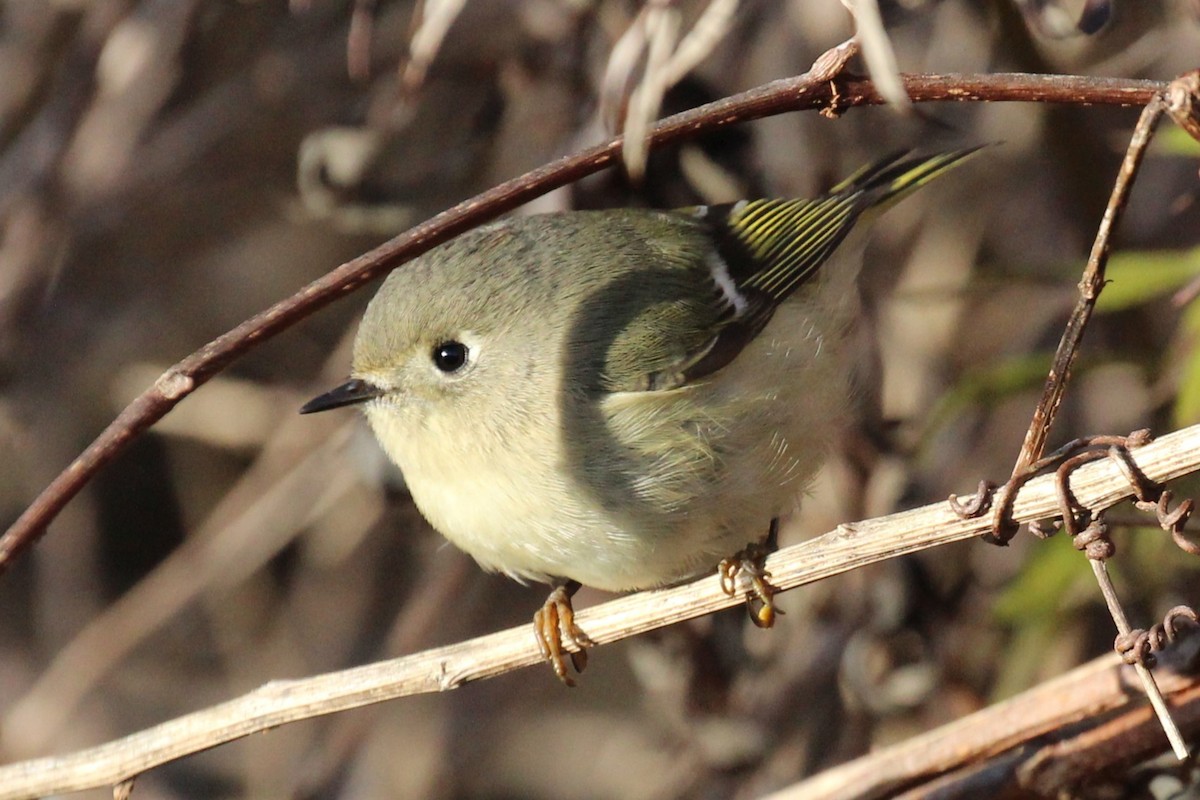 Ruby-crowned Kinglet - ML611484182