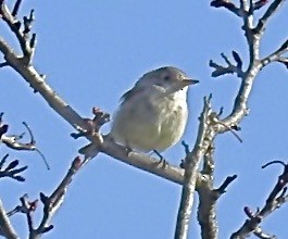 Gray Flycatcher - ML611484193