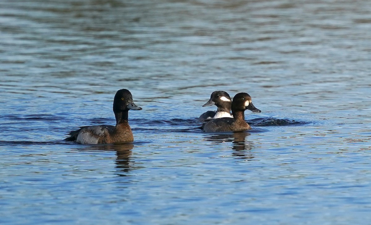 Lesser Scaup - Nicola Dronoff-Guthrie