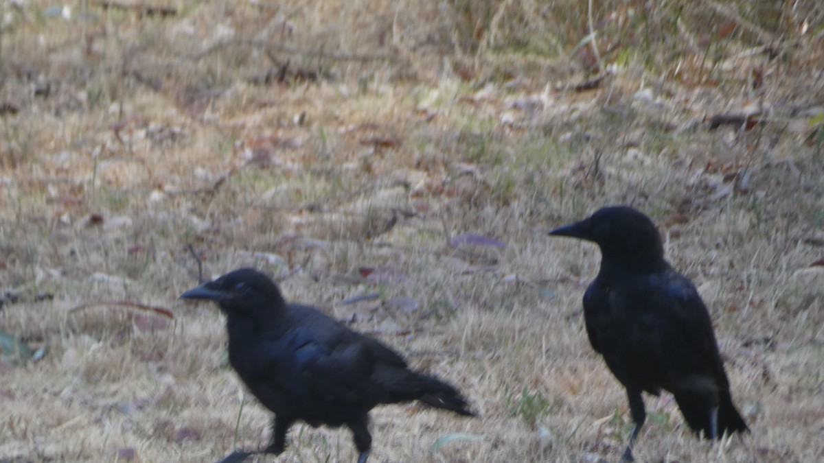 Australian Raven - Morgan Pickering