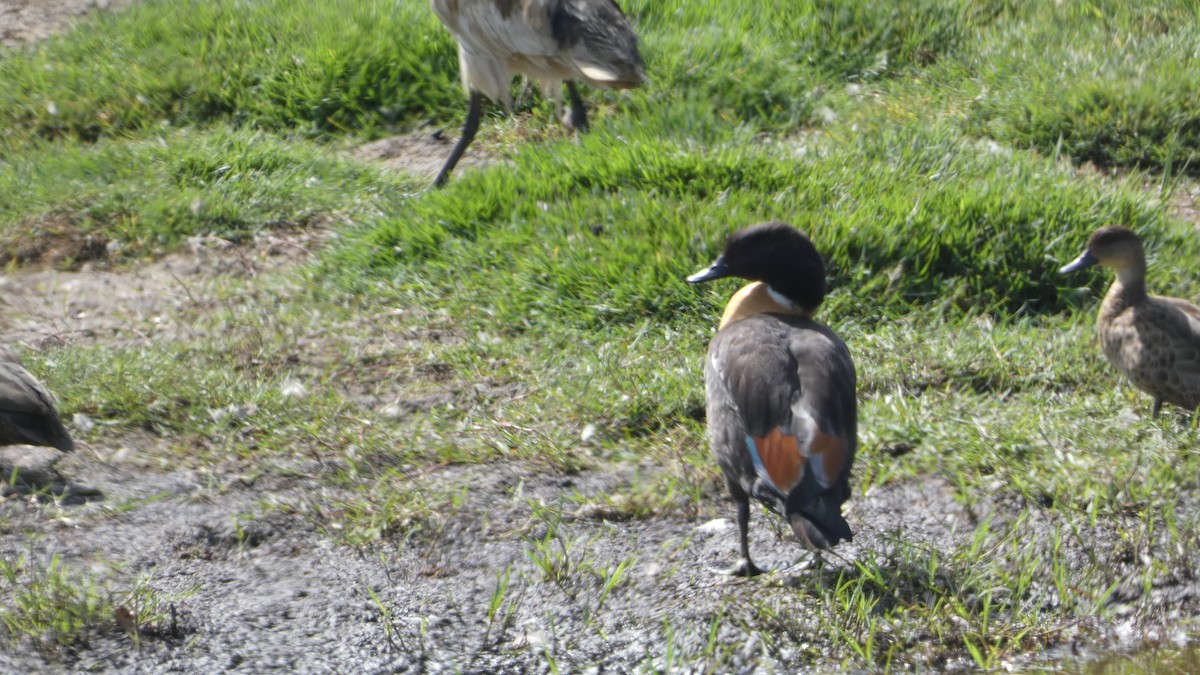 Australian Shelduck - ML611484247