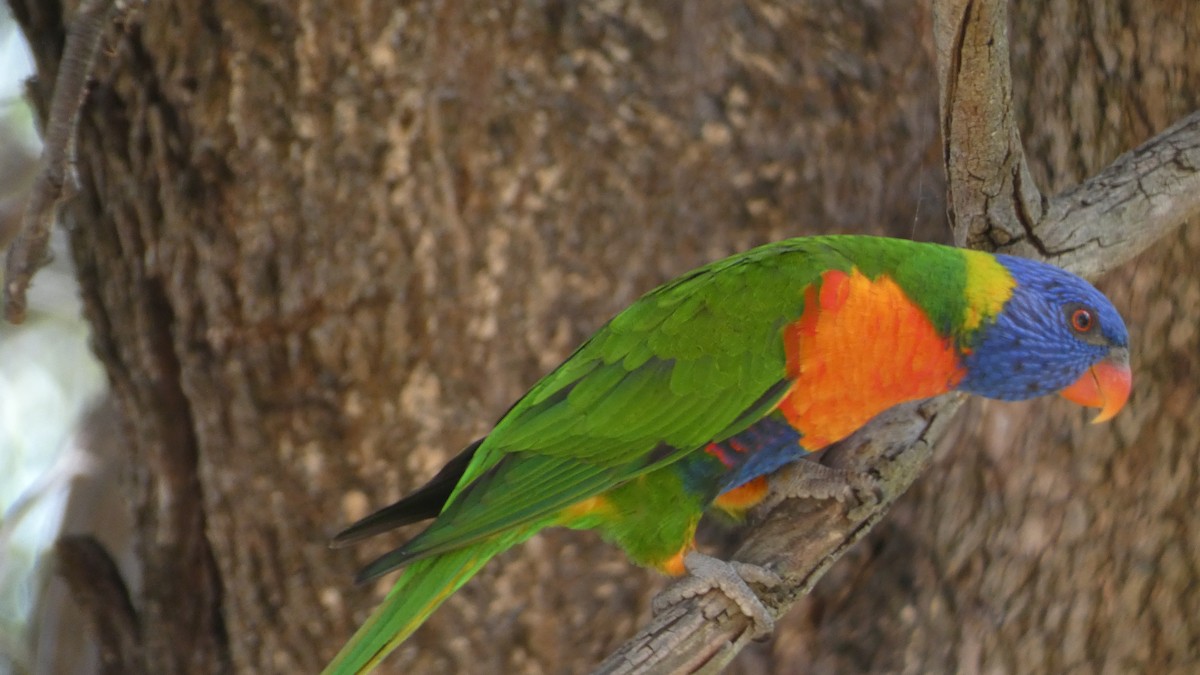 Rainbow Lorikeet - Morgan Pickering