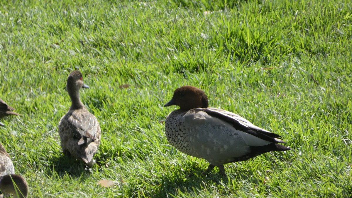 Maned Duck - Morgan Pickering