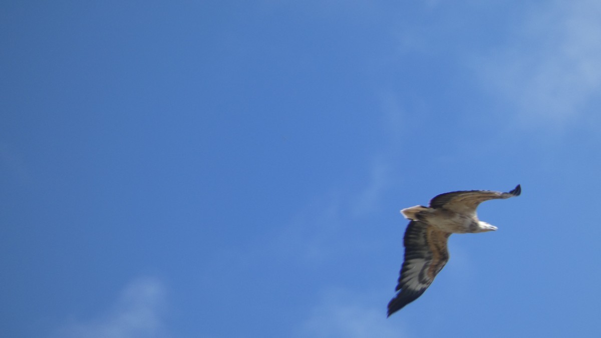 White-bellied Sea-Eagle - ML611484270