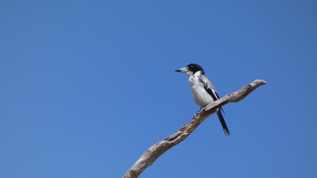 Gray Butcherbird - Morgan Pickering