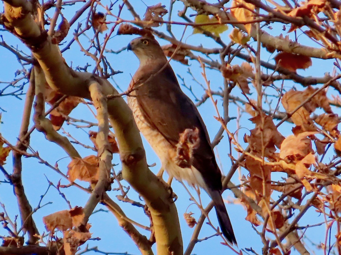 Cooper's Hawk - ML611484292