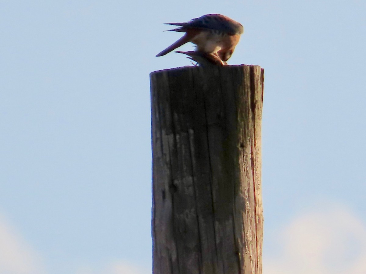 Cooper's Hawk - ML611484293