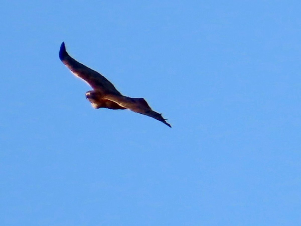 hawk sp. - ML611484297