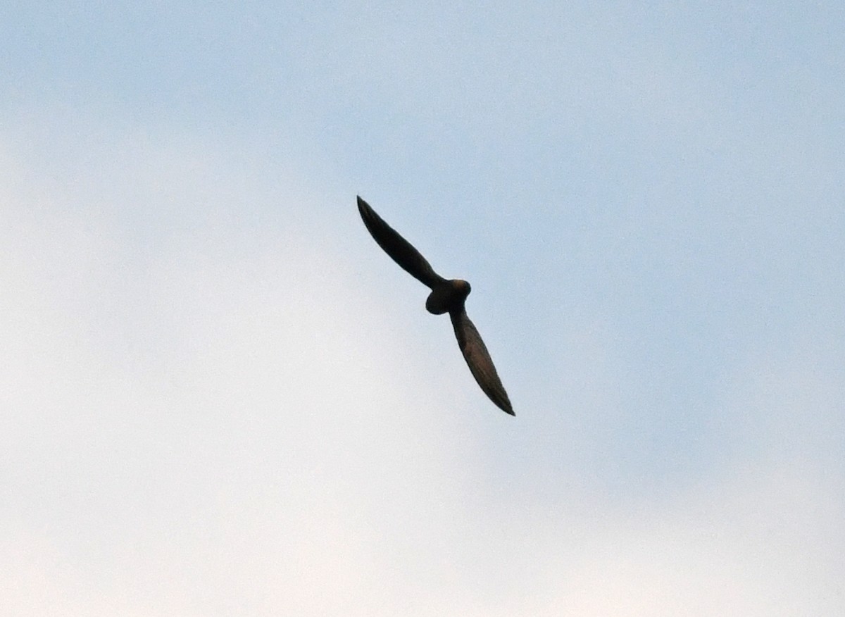 Short-tailed Swift - ML611484378