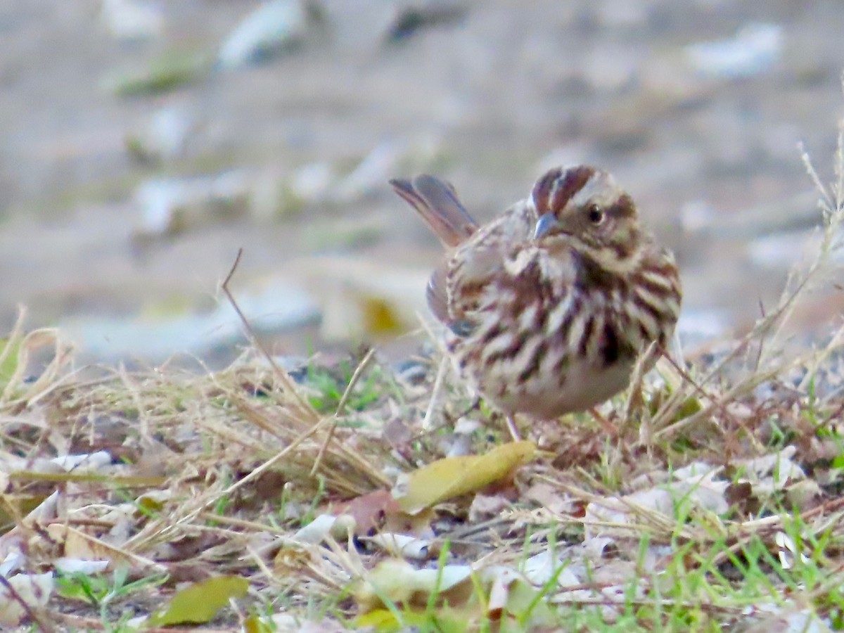 Song Sparrow - ML611484414