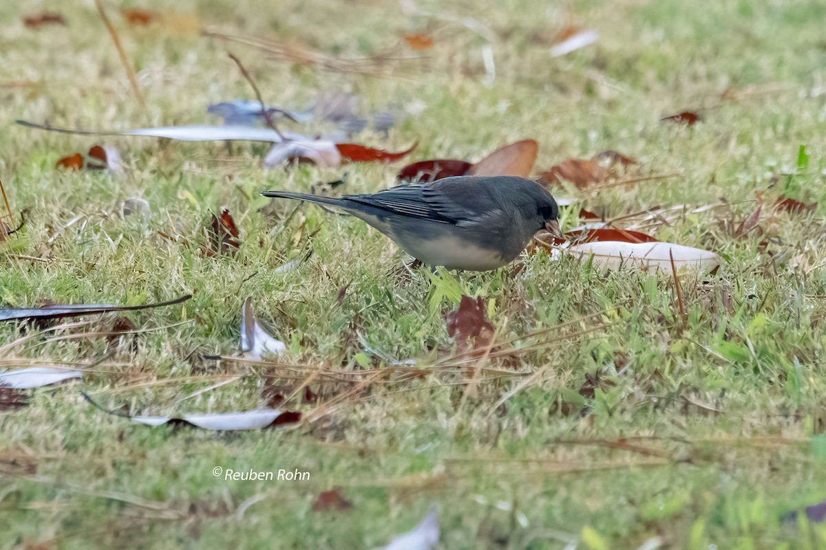 Dark-eyed Junco (Slate-colored) - ML611484429