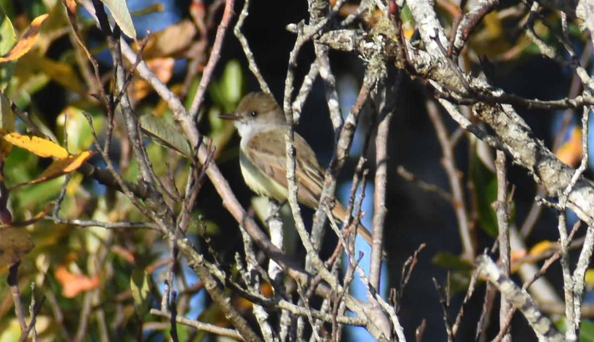 Dusky-capped Flycatcher - ML611484451