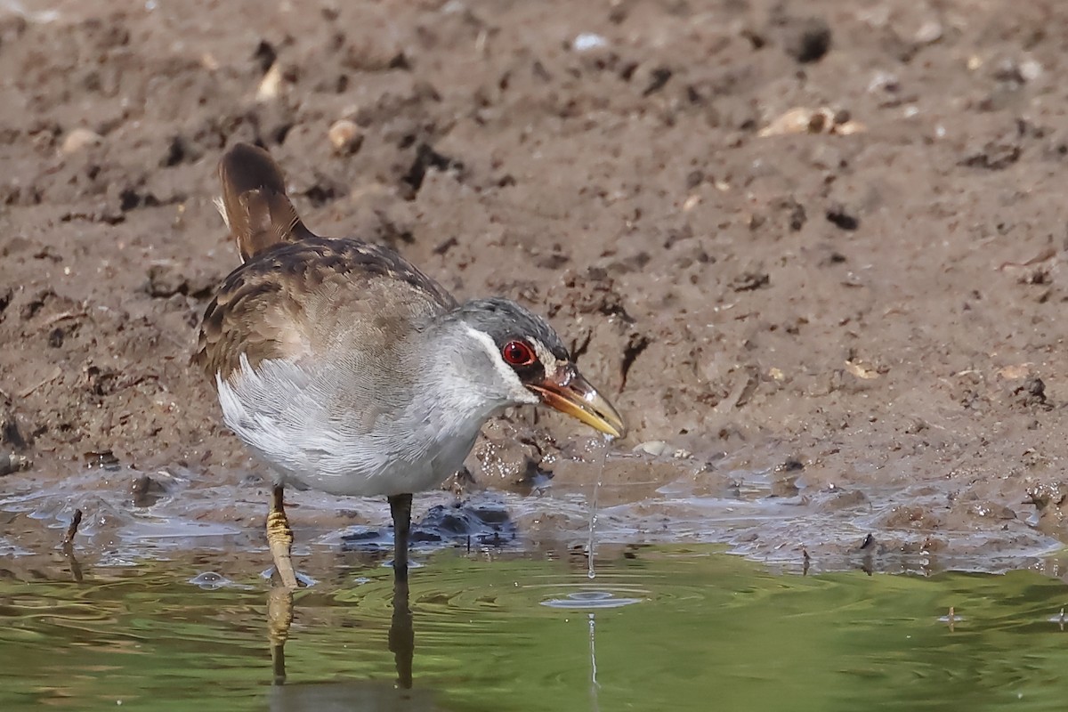 White-browed Crake - Tony Ashton