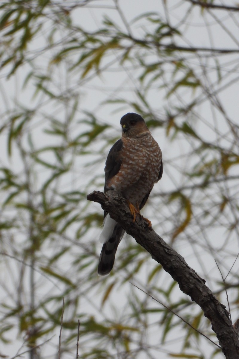 Sharp-shinned Hawk - ML611484691