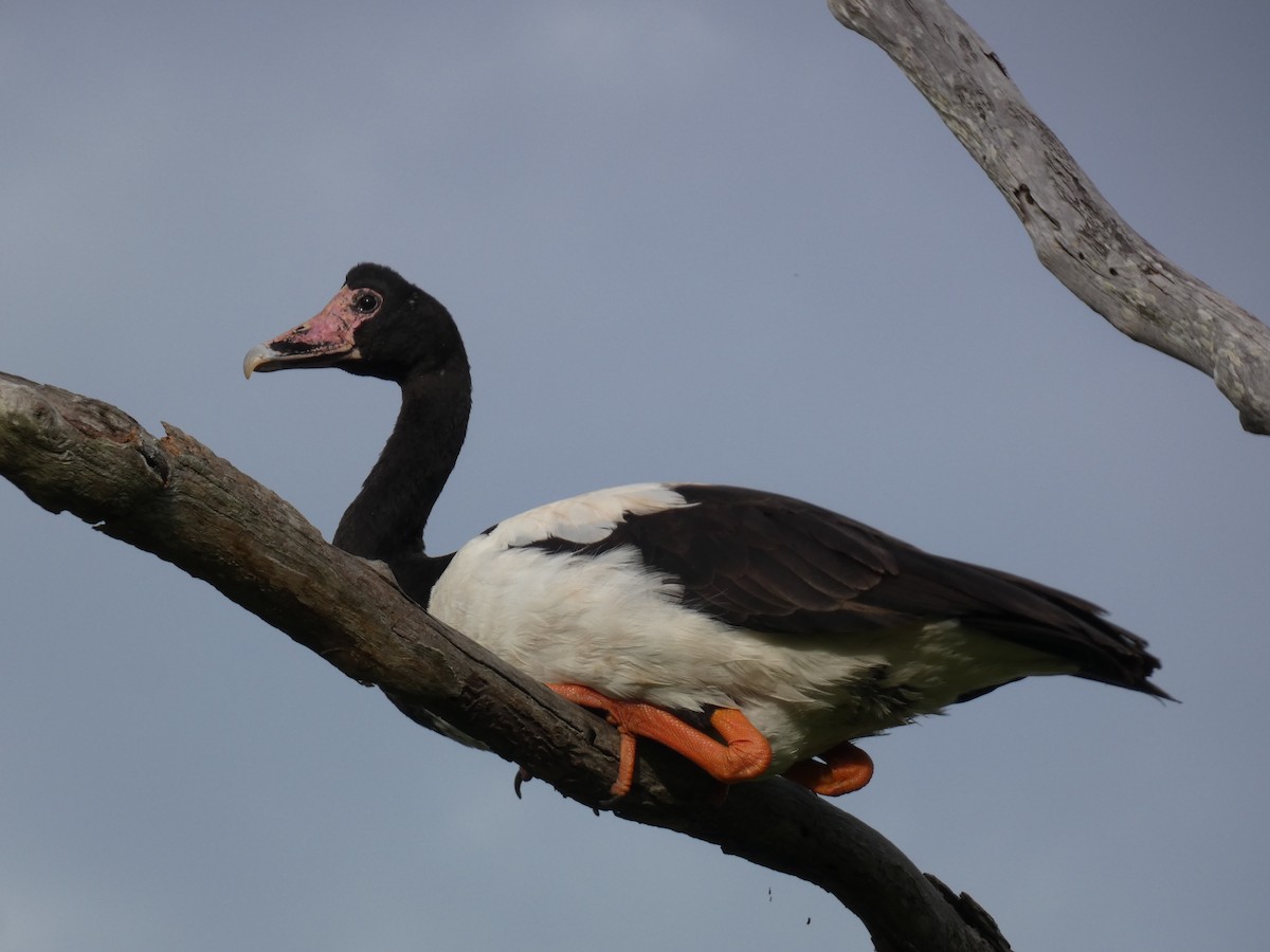 Magpie Goose - Federico Haslop