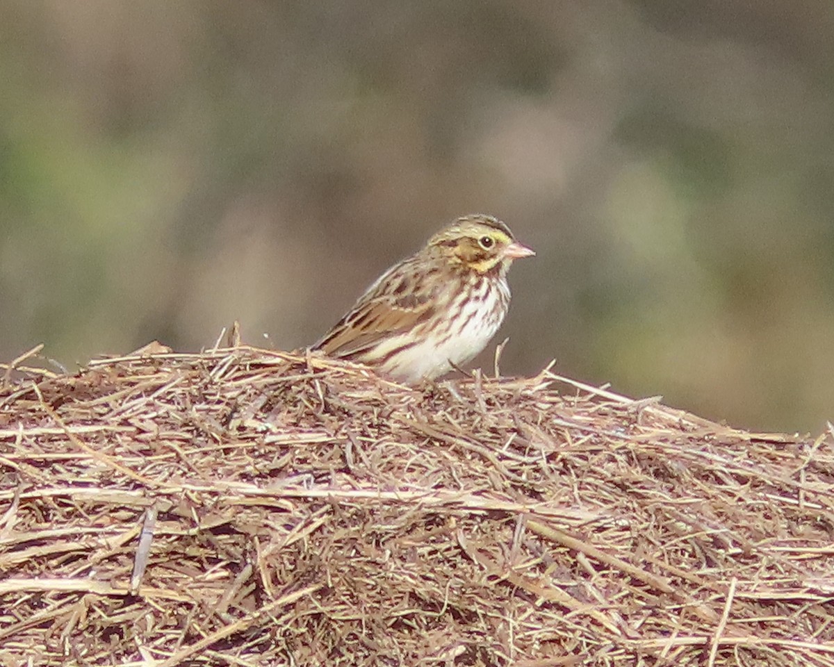 Savannah Sparrow - ML611484728