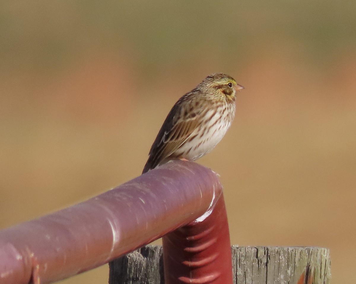 Savannah Sparrow - ML611484729