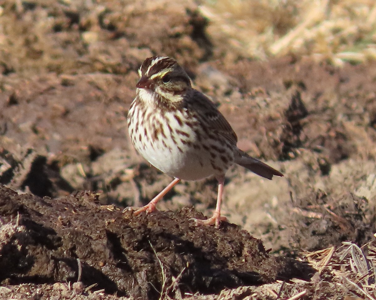 Savannah Sparrow - ML611484740