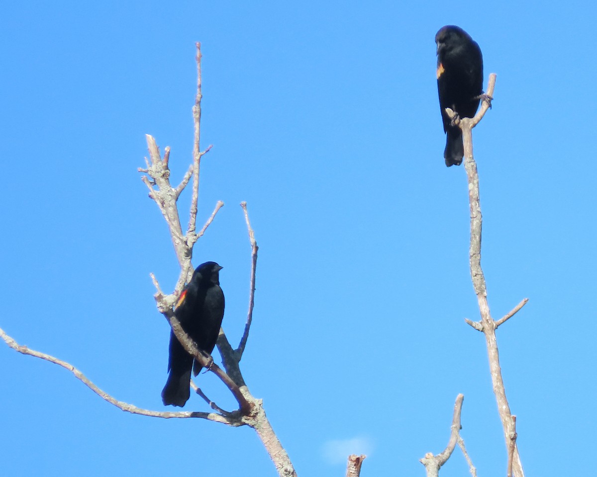 Red-winged Blackbird - ML611484773