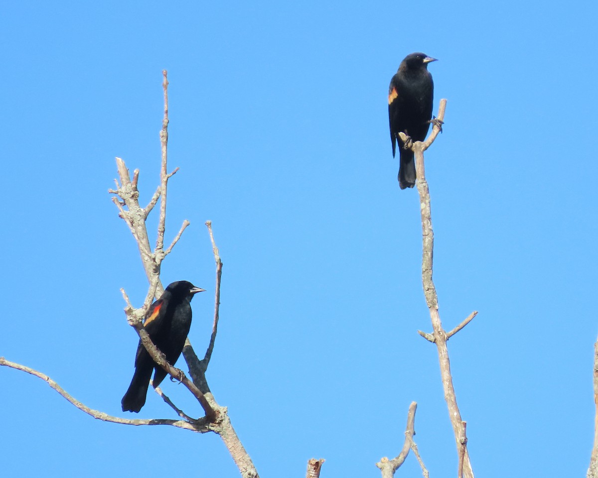 Red-winged Blackbird - ML611484774