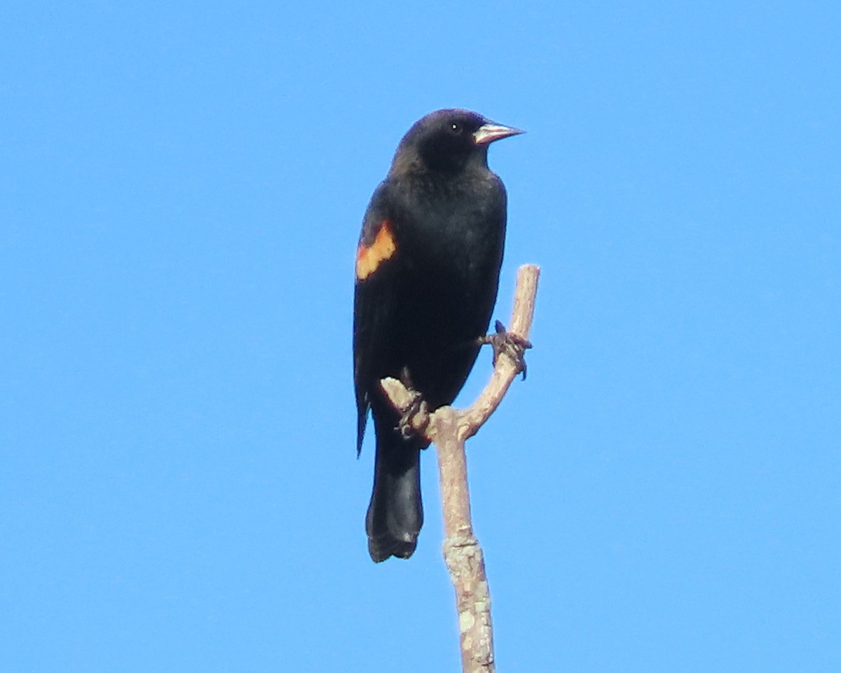 Red-winged Blackbird - ML611484775