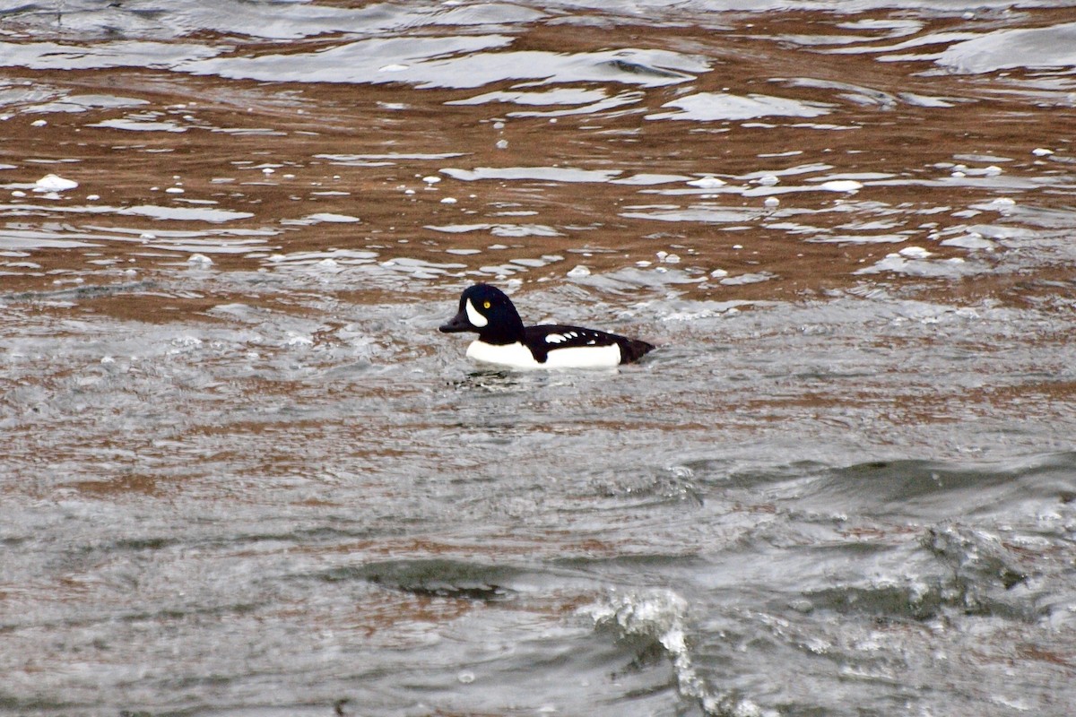 Barrow's Goldeneye - ML611484784