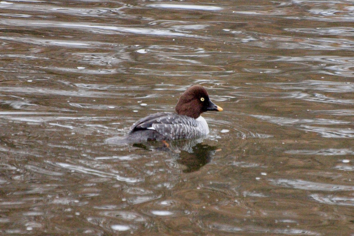 Common Goldeneye - ML611484788