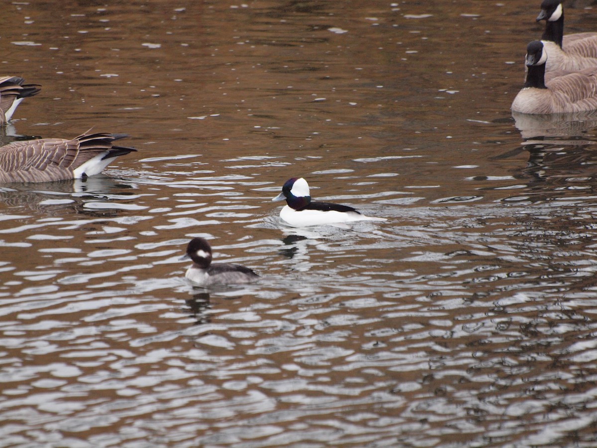 Bufflehead - ML611484794