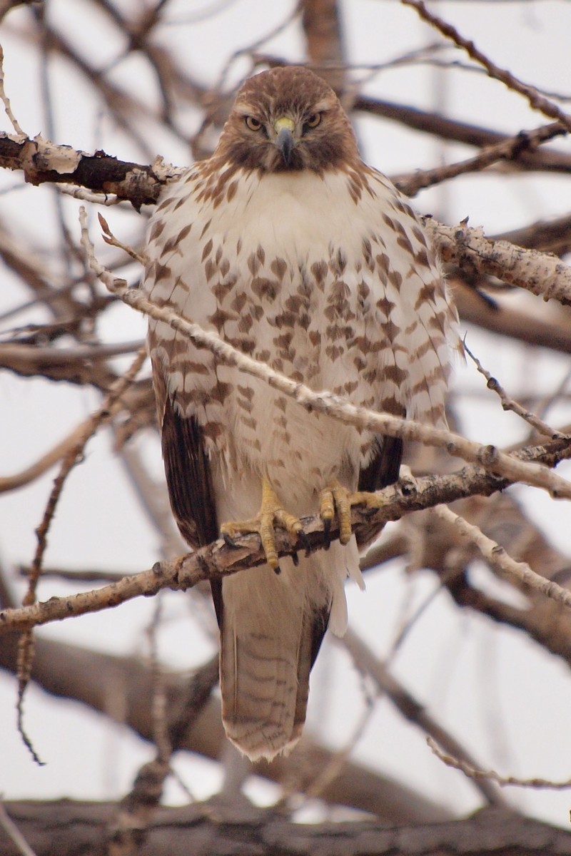 Rotschwanzbussard - ML611484803