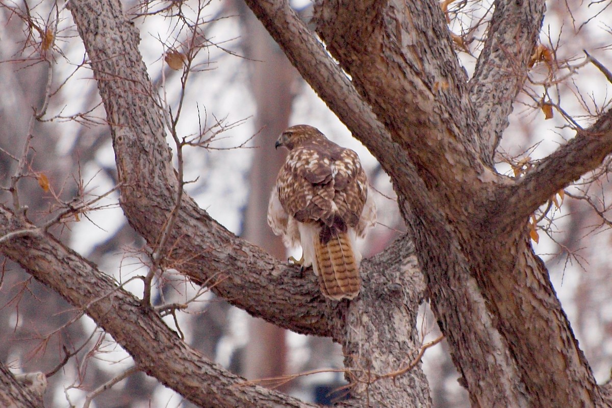 Red-tailed Hawk - ML611484804