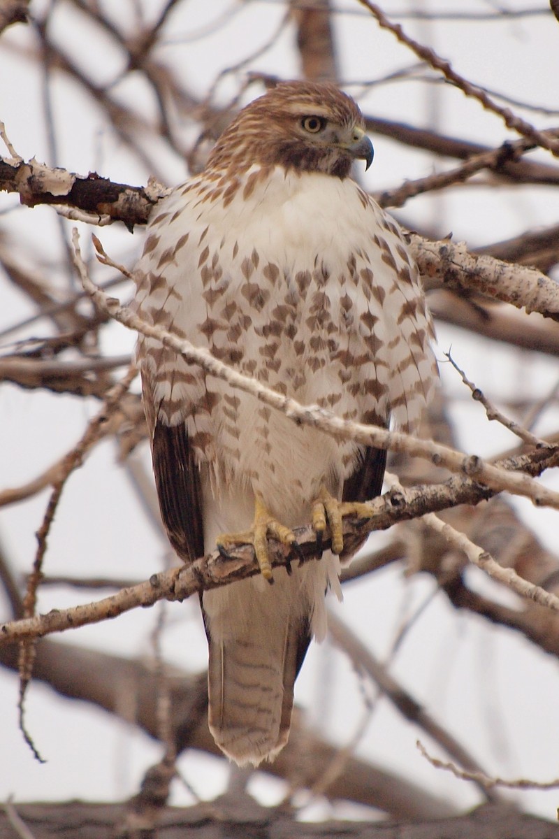 Rotschwanzbussard - ML611484805