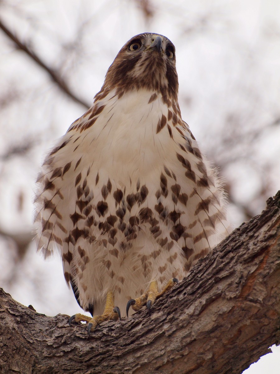 Red-tailed Hawk - ML611484806