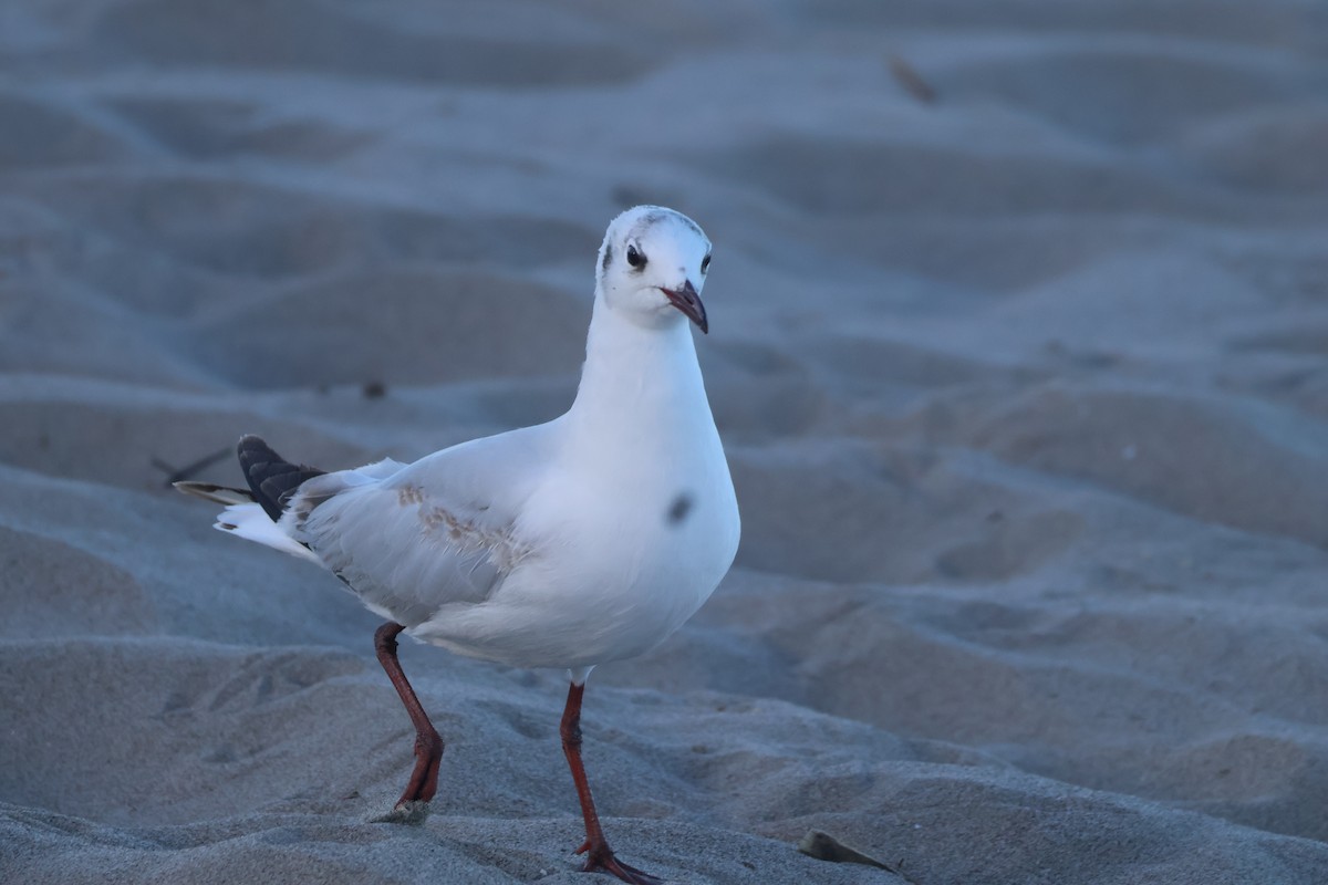 Brown-hooded Gull - ML611484833