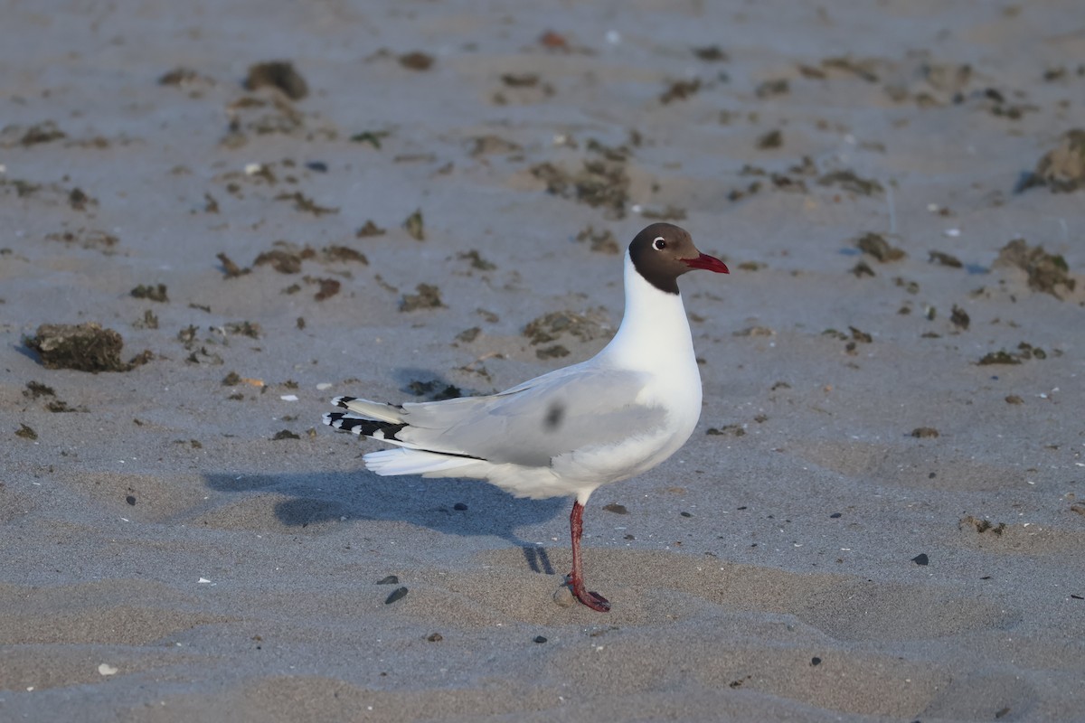 Brown-hooded Gull - ML611484834